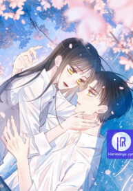 Hydrangea Melancholy
